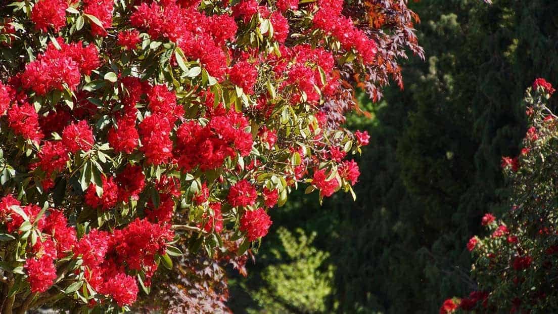 Sheffield Park Gardens